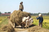 Xoá “quy hoạch treo”, nông dân ăn tết lớn