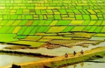 Nâng cao hiệu quả giải quyết khiếu nại, tố cáo về đất đai