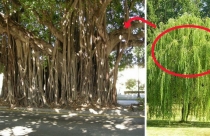 7 loại cây phạm phong thủy tránh trồng trong nhà