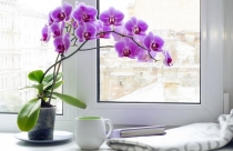 Ý nghĩa phong thủy cây lan hồ điệp