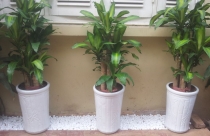Cây thiết mộc lan hợp tuổi gì, mệnh gì?