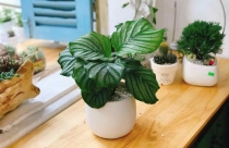Cây phong thủy theo mệnh mang lại tài lộc