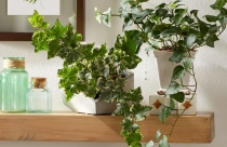 Các mẫu cây thường xuân để bàn đẹp