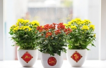 Ý nghĩa hoa cúc ngày Tết