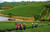 Lãng phí và trái pháp luật trong sử dụng đất nông lâm trường