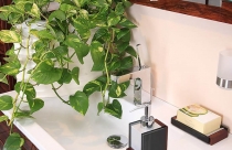 5 loại cây khử mùi nhà vệ sinh hiệu quả