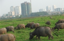 Yêu cầu kiểm điểm vụ kéo dài giải phóng mặt bằng khu Tây Hồ Tây