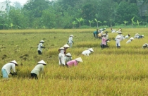 Làm sai quy hoạch: Chưa bị chế tài nghiêm