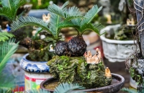 Ý nghĩa của cây vạn tuế trong phong thủy
