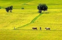 Đề xuất mới về chính sách hỗ trợ bảo vệ, phát triển đất trồng lúa