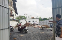 Vụ cầm cố, bán trộm nền biệt thự, nhà phố tại TP.HCM: Dân đua nhau xin hầu tòa