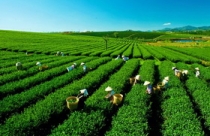 Tăng cường quản lý đất đai có nguồn gốc nông, lâm trường quốc doanh