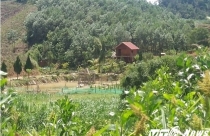 Đất rừng được 'hô biến' thành trang trại sai phép, 'quan huyện' đua nhau làm du lịch