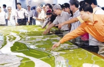 Dự án thành phố bên sông Hồng: Đừng mơ như sông Hàn