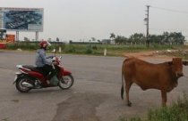 Xây dựng trái phép tràn lan ở Khu kinh tế Nhơn Hội