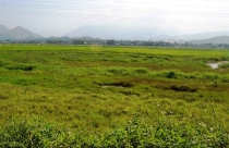 Đà Nẵng: Giá đất nông nghiệp "lao dốc" chỉ vài trăm ngàn/m2