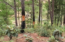 Lâm Đồng ra văn bản chấm dứt hoạt động dự án sân golf và khu nghỉ dưỡng Đà Lạt
