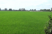 Bắc Ninh: "Đất lúa non" không sổ đỏ đắt không ngờ, giá đất nông nghiệp ở mức cao