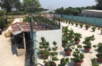 Tòa xử trả đất nhưng quên… chuồng bò