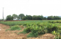 Bất động sản 24h: Ôm "trái đắng" khi đầu tư "đón sóng"