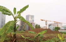 Doanh nghiệp địa ốc “khóc” vì ách tắc Luật Đất đai