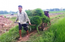 Thị trấn Nhã Nam (Tân Yên): Phá bỏ gần 10 ha lúa, vì sao?
