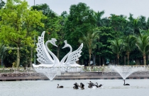 Thiên nga, vịt trời làm tổ trong khu đô thị