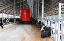Đến ‘’hạn chót’’, trang trại bò sữa Vinamilk Quảng Ngãi hiện giờ ra sao?