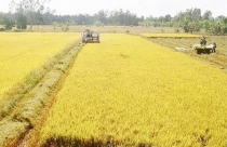 Đồng Tháp chuyển đổi 31,41ha đất trồng lúa sang đất phi nông nghiệp