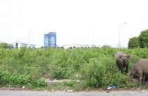 Đất làng lên ngôi
